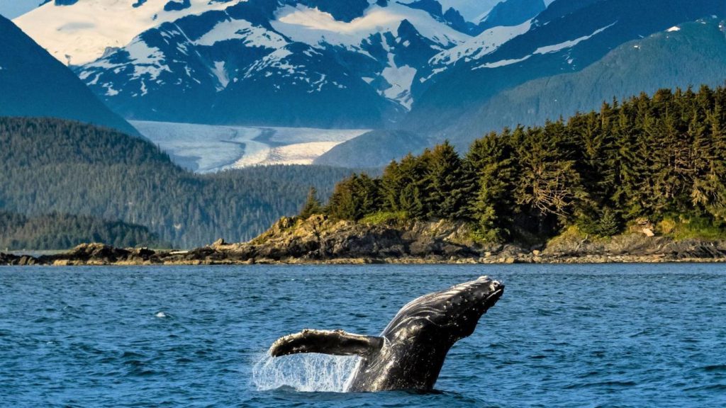 Best for Glacier Tours and Whale Spotting