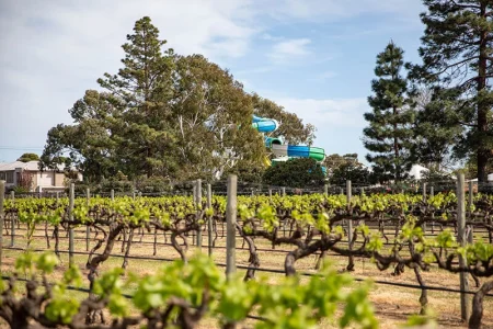 Iconic Adelaide Winery and Pristine McLaren Vale Vineyards Ready for New Ownership