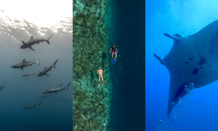 Exploring underwater wonders of Maldives with Cinnamon Hotels & Resorts – Hotelier Maldives