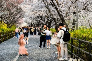 Where to stay during cherry blossom season